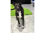 Adopt Brindie a Black Staffordshire Bull Terrier / Mixed dog in Spring