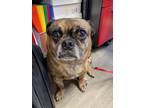 Adopt Thunder a Brindle Pug / Mixed Breed (Medium) / Mixed (short coat) dog in