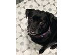 Adopt Pixie a Black Pug / Mixed dog in Tulsa, OK (40676028)