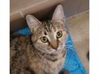 Adopt Gypsy a Brown Tabby Domestic Shorthair / Mixed Breed (Medium) / Mixed