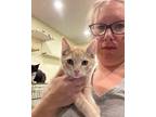 Adopt Pepsi a Orange or Red Tabby Domestic Shorthair (short coat) cat in