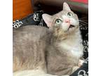 Adopt Reno a Gray, Blue or Silver Tabby Domestic Shorthair / Mixed (short coat)