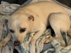 Adopt China a White Whippet / Mixed dog in Goodyear, AZ (40637860)