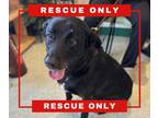Adopt Rupert a Black Labrador Retriever / Mixed dog in Hamilton, NJ (40675541)