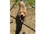 Adopt Daisy a Tan/Yellow/Fawn American Pit Bull Terrier / Mixed dog in Balch