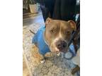 Adopt CHICO - IN FOSTER a Gray/Blue/Silver/Salt & Pepper American Pit Bull