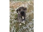 Adopt Butterscotch a Brindle American Pit Bull Terrier / Mixed Breed (Medium) /