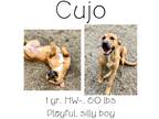 Adopt Cujo a Mixed Breed (Medium) / Mixed dog in Albany, GA (40662856)