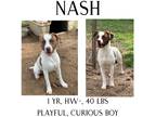 Adopt Nash a Pointer / Mixed Breed (Medium) / Mixed dog in Albany, GA (40662855)