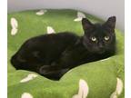 Adopt Eliza a Domestic Shorthair / Mixed (short coat) cat in Freeport