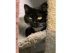 Adopt Jester a Domestic Shorthair / Mixed (short coat) cat in Freeport