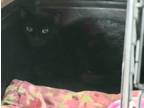 Adopt Blue a Domestic Mediumhair / Mixed (medium coat) cat in Freeport