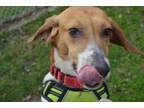 Adopt Maximillian a Hound (Unknown Type) / Mixed dog in Mineral, VA (40219627)