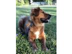 Adopt Jessie a Red/Golden/Orange/Chestnut - with White Chow Chow / Golden