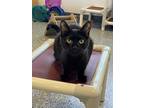 Adopt Gorgon a All Black Domestic Shorthair / Mixed (short coat) cat in Oakdale