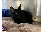 Adopt Gorgon a All Black Domestic Shorthair / Mixed (short coat) cat in Oakdale