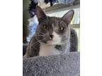 Adopt Frost a Gray or Blue (Mostly) Domestic Shorthair / Mixed (short coat) cat