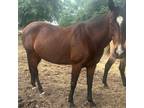Adopt Bayli a Black Thoroughbred horse in Guthrie, OK (40674613)