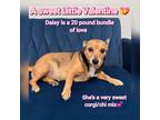 Adopt Daisy a Tan/Yellow/Fawn - with White Corgi / Mixed dog in Dallas