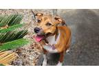 Adopt Bug a Tricolor (Tan/Brown & Black & White) Black Mouth Cur / Mixed dog in