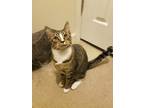 Adopt ROWDY a Brown Tabby Domestic Shorthair (short coat) cat in Burlington