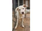 Adopt Jimmy Chew a Tricolor (Tan/Brown & Black & White) Labrador Retriever /