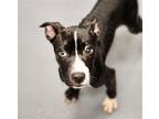 Adopt Paul a Black - with White Husky / Terrier (Unknown Type