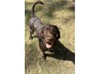 Adopt Blaze a Brown/Chocolate Labrador Retriever / Mixed dog in Jemison