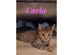 Adopt Carla a Brown Tabby Domestic Shorthair (short coat) cat in schenectady