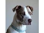 Adopt Josephine a Catahoula Leopard Dog / Staffordshire Bull Terrier / Mixed dog