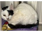 Adopt Hubert a Domestic Shorthair / Mixed (short coat) cat in Grand Junction