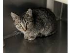 Adopt Hamish a Domestic Shorthair / Mixed (short coat) cat in Grand Junction