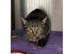 Adopt Harris a Domestic Shorthair / Mixed (short coat) cat in Grand Junction