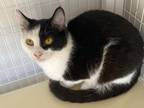 Adopt Ferguson a Domestic Shorthair / Mixed (short coat) cat in Grand Junction