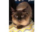 Adopt Millie a Domestic Shorthair / Mixed (short coat) cat in Grand Junction