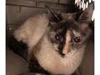 Adopt Kamiko a Domestic Shorthair / Mixed (short coat) cat in Grand Junction