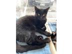 Adopt Razel a Domestic Shorthair / Mixed (short coat) cat in Grand Junction
