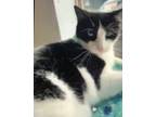 Adopt Bolt a Domestic Shorthair / Mixed (short coat) cat in Grand Junction