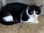 Adopt Mama Lola a Domestic Shorthair / Mixed (short coat) cat in Grand Junction