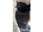 Adopt Leia a Domestic Mediumhair / Mixed (short coat) cat in Grand Junction