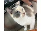 Adopt Fuzzy Bunny a Domestic Shorthair / Mixed (short coat) cat in Grand