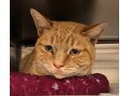 Adopt Duran a Domestic Shorthair / Mixed (short coat) cat in Grand Junction