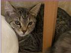 Adopt Tiana a Domestic Shorthair / Mixed (short coat) cat in Grand Junction