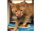 Adopt Kit a Domestic Shorthair / Mixed (short coat) cat in Grand Junction