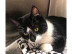 Adopt Nolan a Domestic Shorthair / Mixed (short coat) cat in Grand Junction