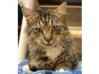 Adopt Athens a Domestic Longhair / Mixed (long coat) cat in Grand Junction