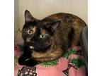 Adopt Carly a Manx / Mixed (short coat) cat in Grand Junction, CO (39850485)