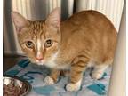 Adopt Mango a Domestic Shorthair / Mixed (short coat) cat in Grand Junction