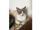 Adopt Storm a Domestic Shorthair / Mixed (short coat) cat in Grand Junction