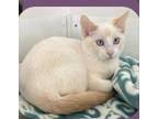 Adopt Summer a Domestic Shorthair / Mixed (short coat) cat in Grand Junction